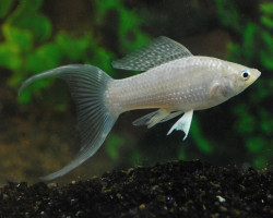 Poecilia Velifera Silver Longfin M