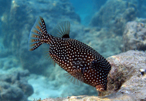 Ostracion Meleagris S
