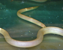 Monopterus Albinus M