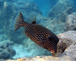 Ostracion Meleagris M