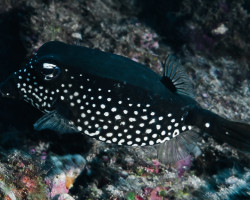 Ostracion Trachys M