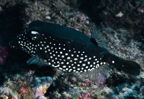 Ostracion Trachys M
