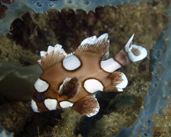 Plectorhinchus Chaetodonoides Juv M