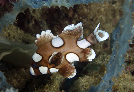 Plectorhinchus Chaetodonoides Juv M