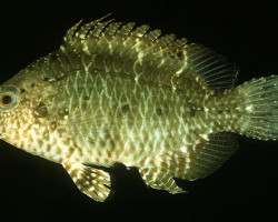 Pteragogus Guttatus M