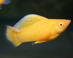 Poecilia Velifera Orange M/L