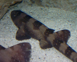 Chiloscyllium Plagiosum M