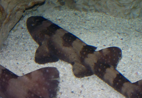 Chiloscyllium Plagiosum M
