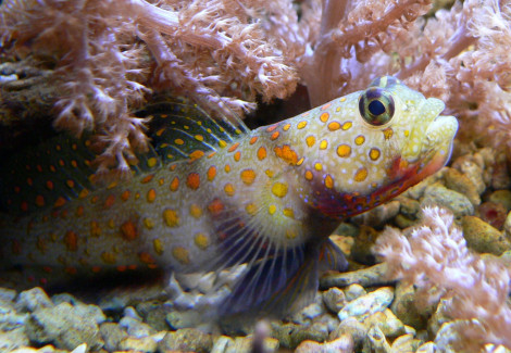 Amblyeleotris Guttata M