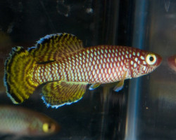 Nothobranchius Korthausae Mafia Island M