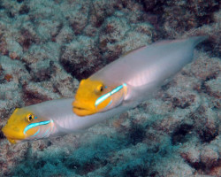 Valenciennea Strigata S