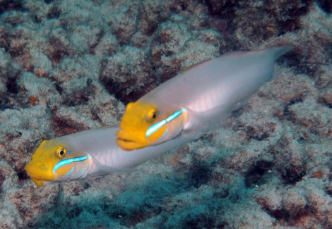 Valenciennea Strigata S