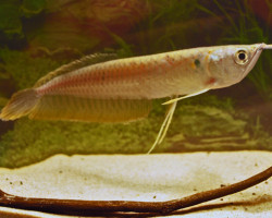 Osteoglossum Bicirrhosum Xxl