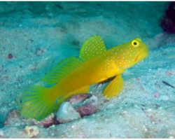 Cryptocentrus Cinctus M