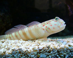 Cryptocentrus Leptocephalus M