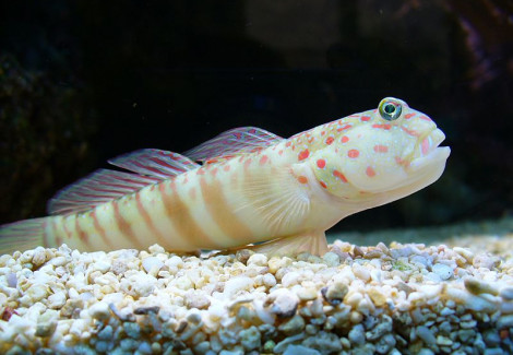 Cryptocentrus Leptocephalus M