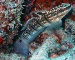 Amblygobius Phalaena S
