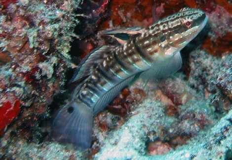 Amblygobius Phalaena S