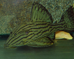 L418 Panaque Titan M