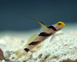 Stonogobiops Nematodes Coppia M