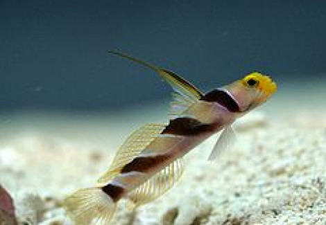 Stonogobiops Nematodes Coppia M