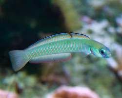 Ptereleotris Zebra L