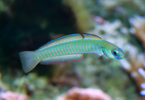 Ptereleotris Zebra L