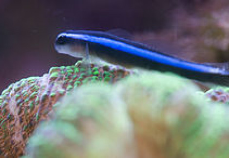 Gobiosoma Oceanops M