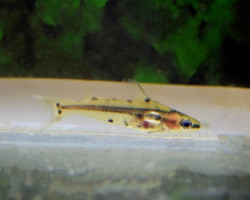 Hyalobagrus Flavus L