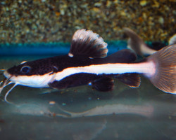 Phractocephalus Hemioliopterus L