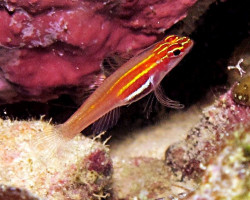 Eviota Pellucida S