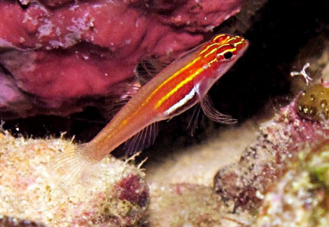 Eviota Pellucida S