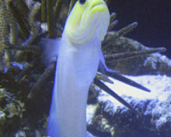 Opistognathus Aurifrons M
