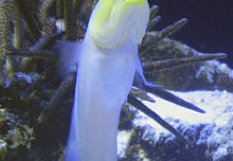 Opistognathus Aurifrons M