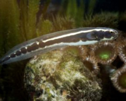 Pholidichthys Leucotaenia Juv S