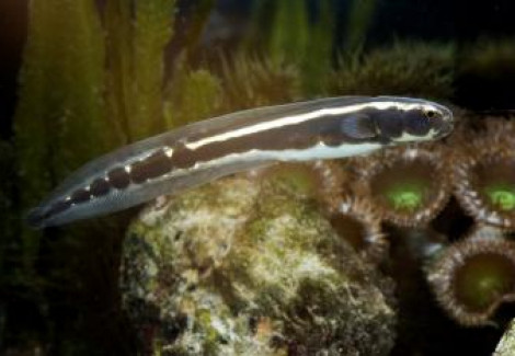 Pholidichthys Leucotaenia Juv S