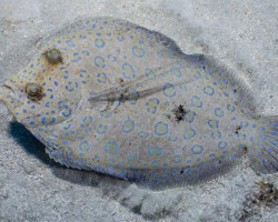 Bothus Mancus M