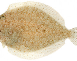 Bothus Ocellatus L