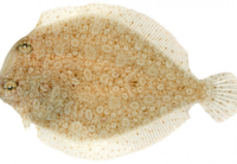 Bothus Ocellatus L