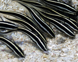 Plotosus Lineatus