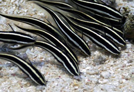 Plotosus Lineatus