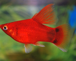 Platy  Highfin Red Mickey M