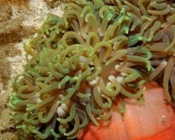 Macrodactyla Doreensis Color M