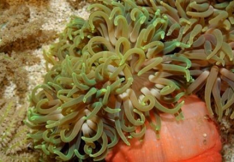 Macrodactyla Doreensis Color M