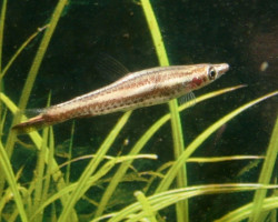 Nannostomus Eques L