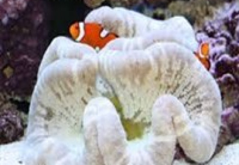Stichodactyla Sp. Haddoni Xl