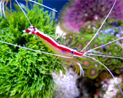Lysmata Amboinensis Xl