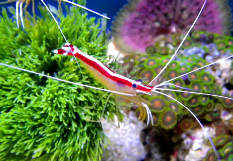 Lysmata Amboinensis Xl