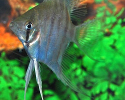 Pterophyllum  Leopoldi M