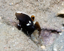 Lotilia Graciliosa + Gambero Simbiosi